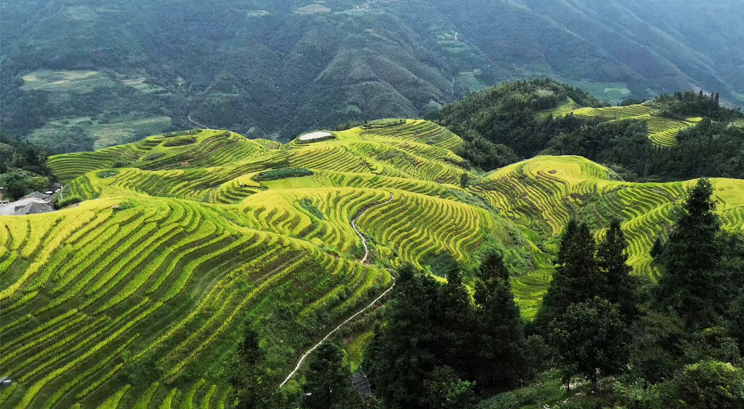terrazas arrozales en Longji