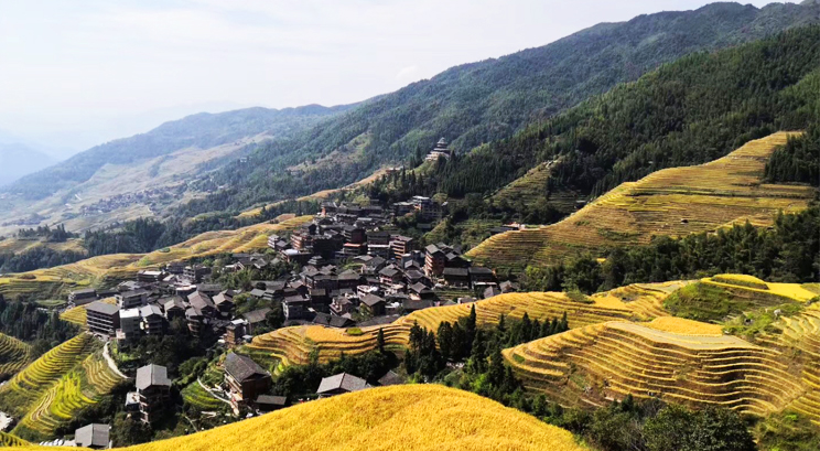 rizières en terrasse de Longji