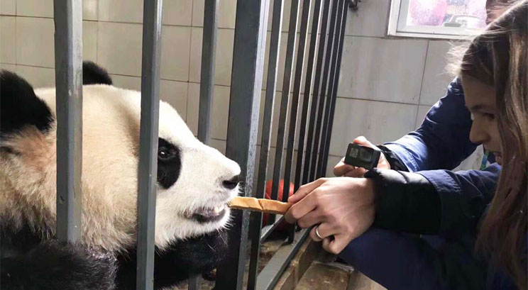 voluntarios en el centro de oso panda 