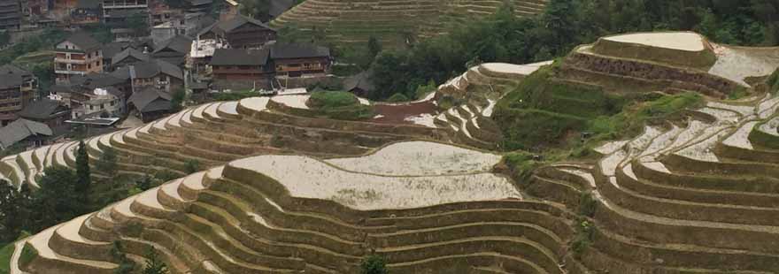 rizières en terrasse de Longji au printemps