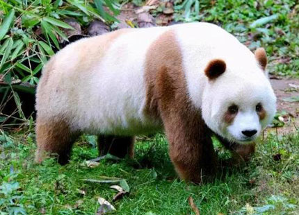 panda Qizai