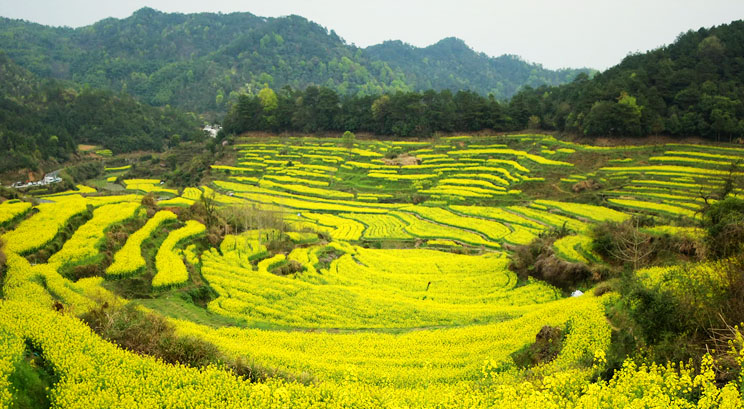 rape flowers of Huangshan