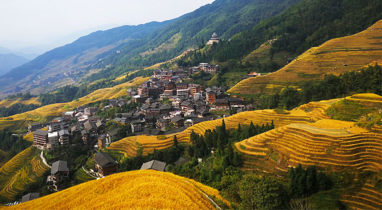 Longji Rice Terrace in autumn