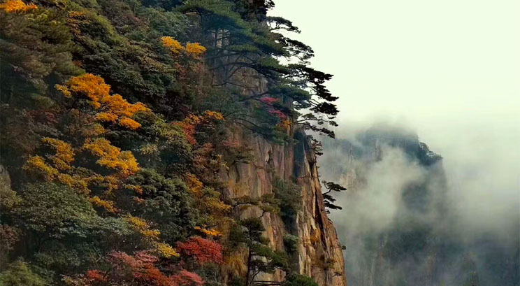 trees on top of Huangshan