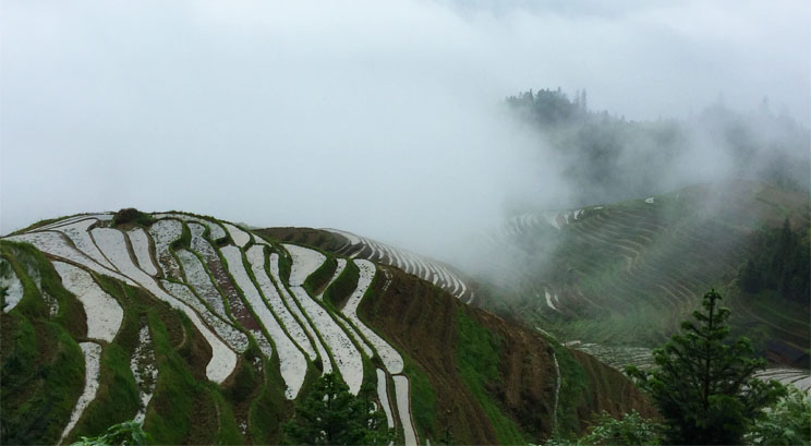 rizière en terrasse de Longji