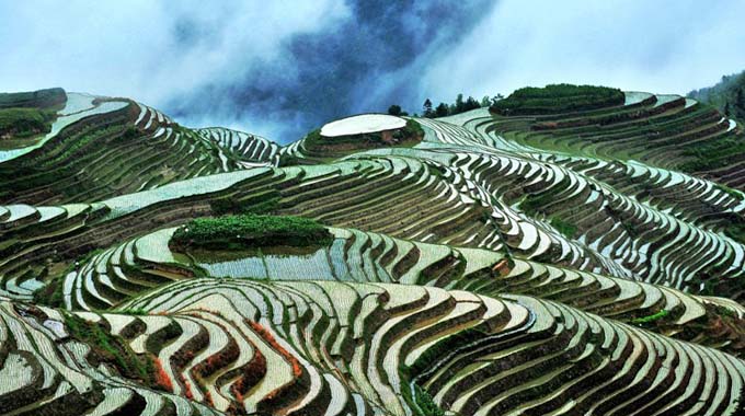 Longji Rice Terrace in Spring