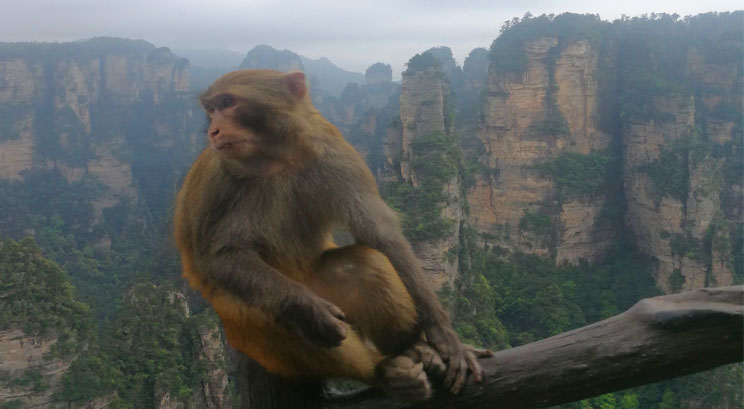 singe parc de Wulingyuan de Zhangjiajie