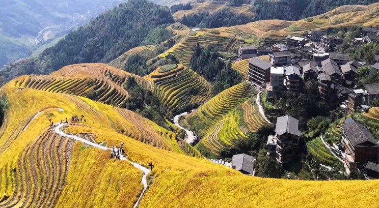 rizières en terrasse de Longji
