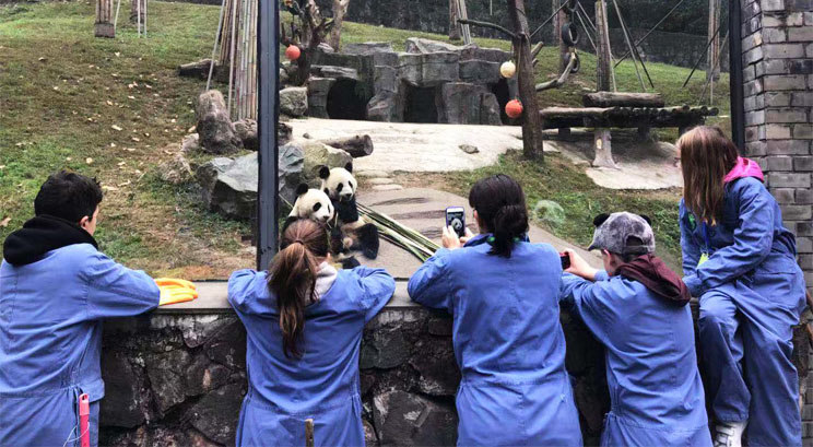 Volontariat au centre de recherche de Panda à Dujiangyan(un jour de volontaire au centre