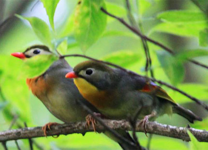 Birds on Huangshan Mountain