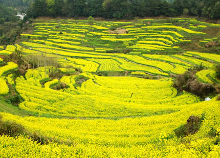 Huangshan Village