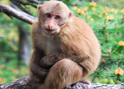 Monkey on Yellow Mountain