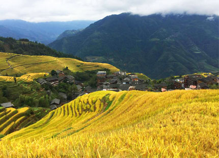 Longji Rice Terrace