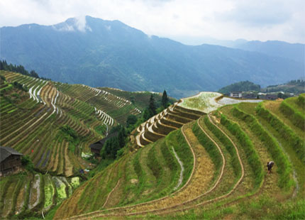 Longji Rice Terrace