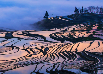 Yuanyang Rice Terrace