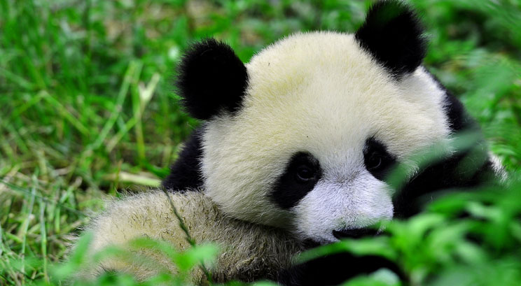 panda au Sichuan