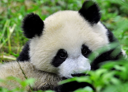 giant panda