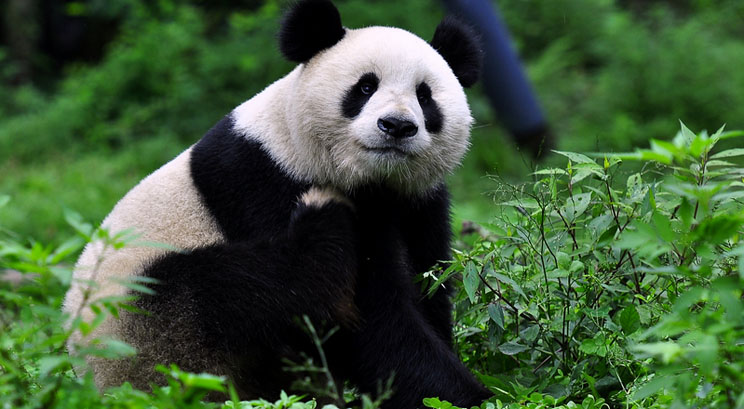 panda géant