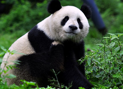 giant panda