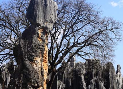 stone forest