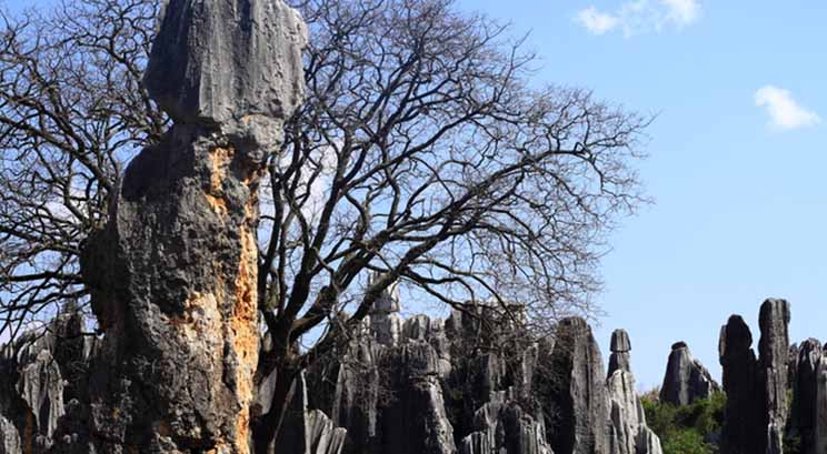 stone forest