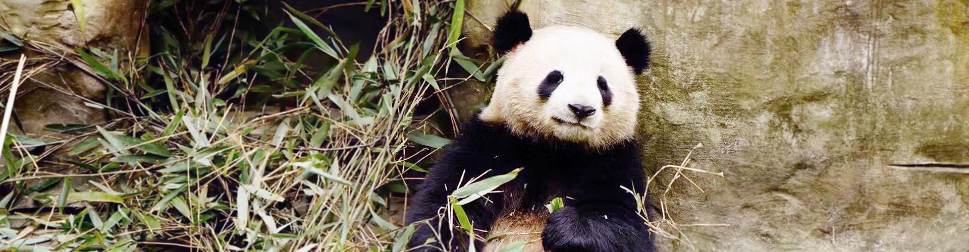 Close visit of Giant Panda