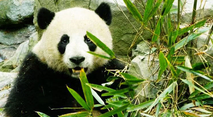 giant panda