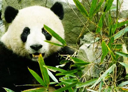 giant panda