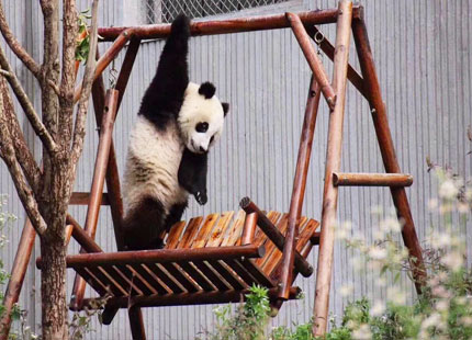 giant panda