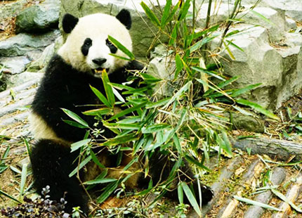 giant panda