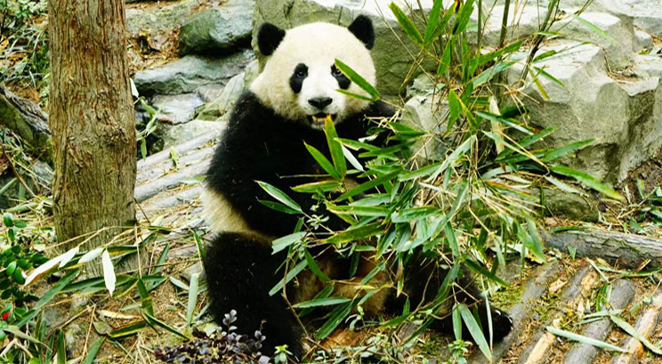 giant panda