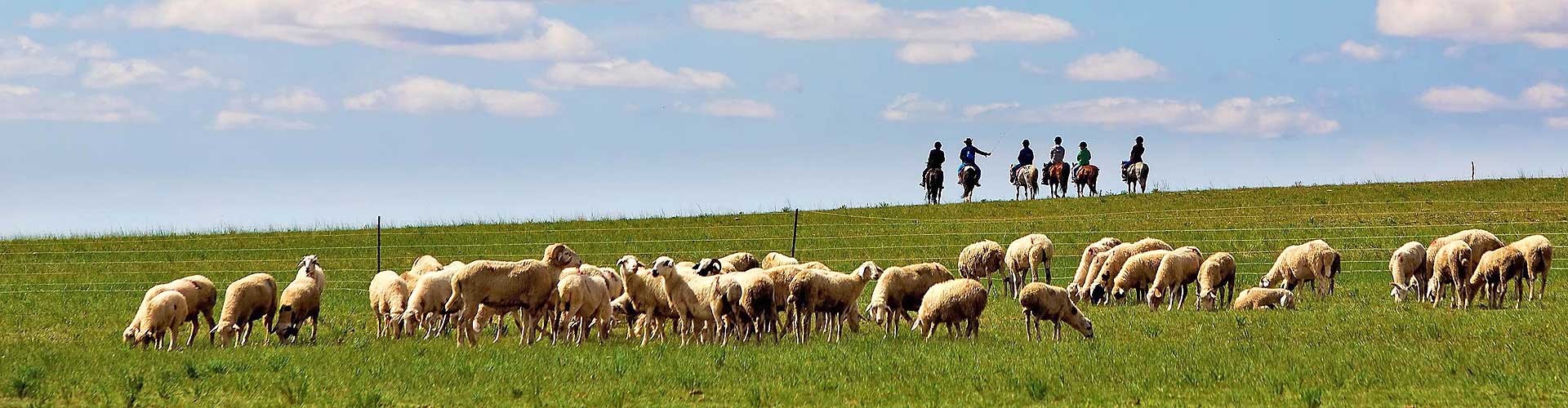 Xilamuren Grassland