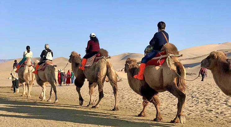 Camel riding experience