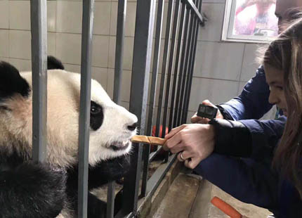 Volontariat au centre de recherche de Panda à Dujiangyan