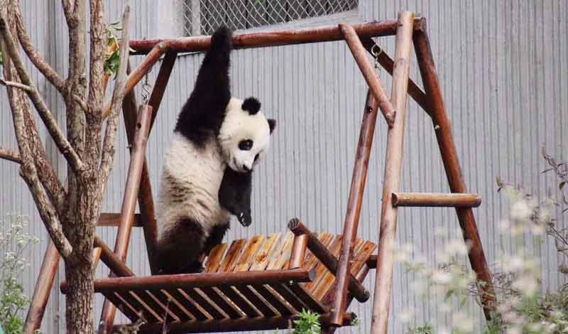 Panda exercise