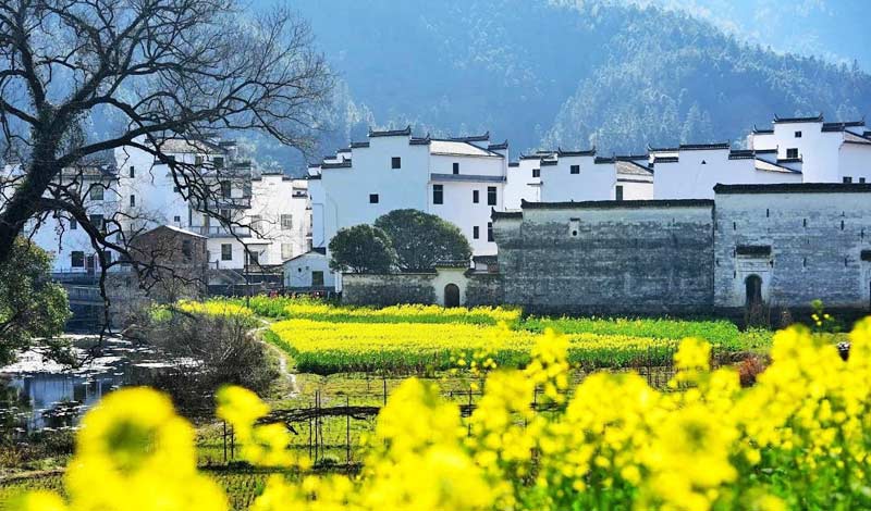 Wuyuan rapeseed flowers