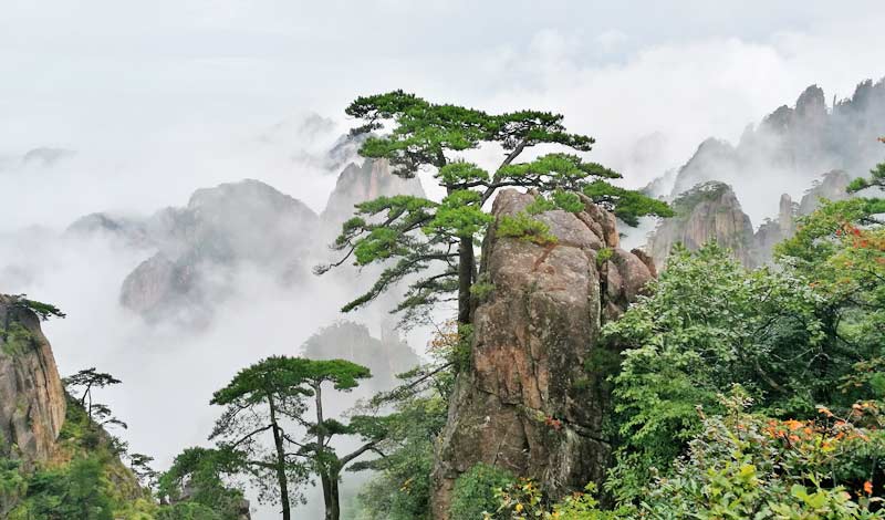Huangshan Pine Tree and Cloud Sea