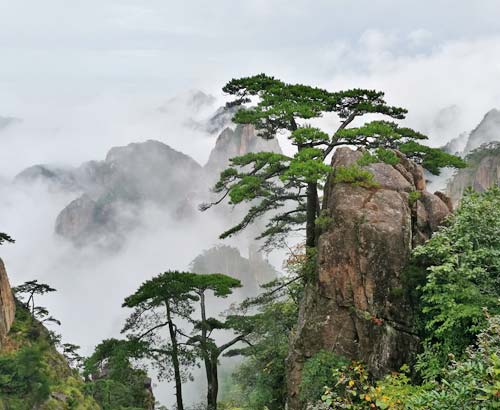 Misty Yellow Mountain