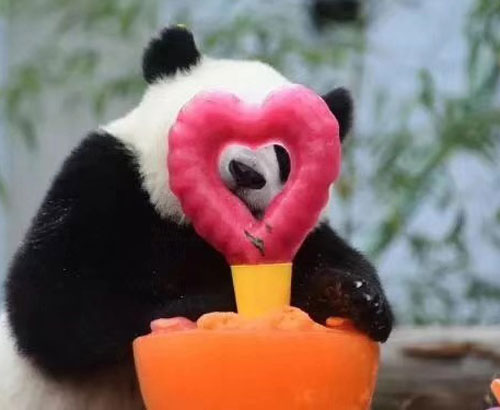 Chengdu Panda playing