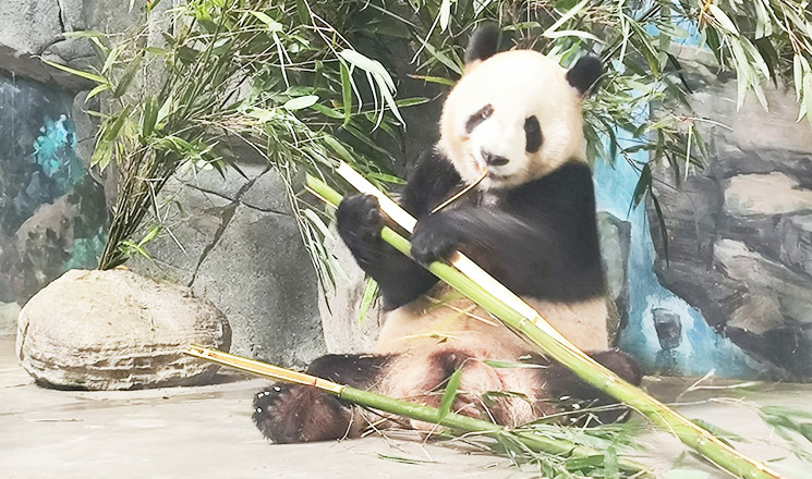 Panda Breakfast