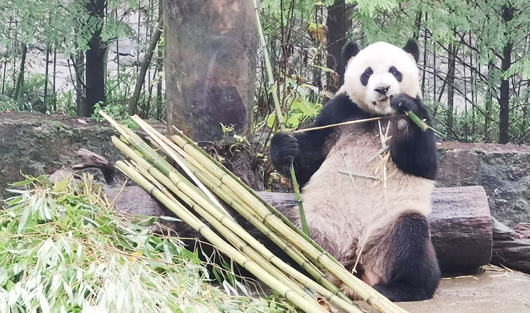 Panda feeding time