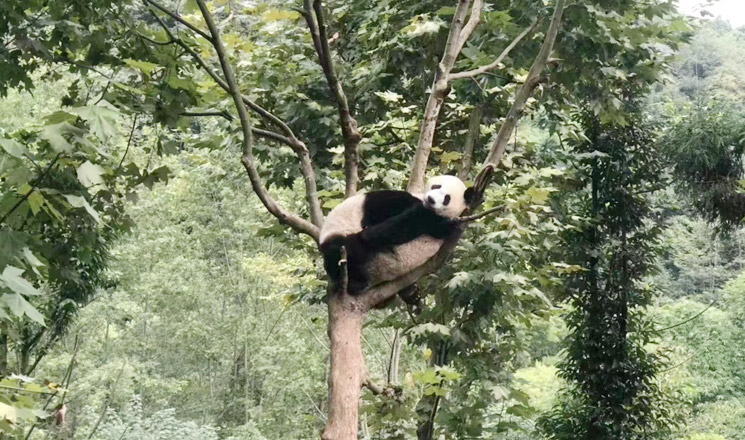 Panda perching on the tree