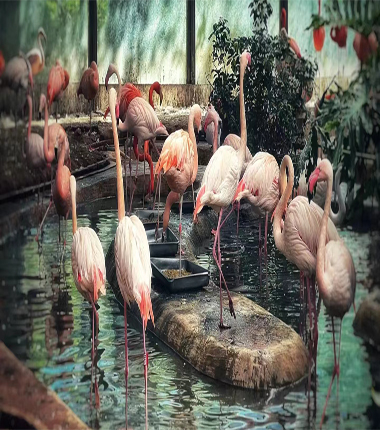 beijing-zoo-flamingo-380-430