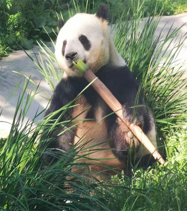 Panda in Beijing Zoo