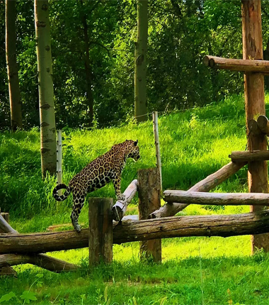 beijing-zoo-leopard-380-430