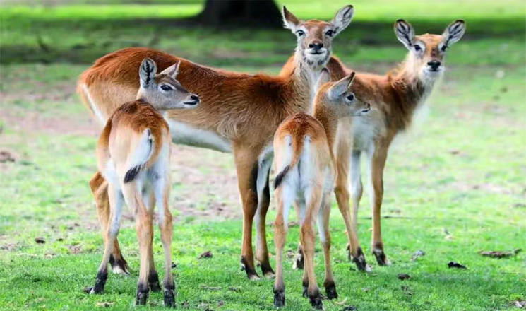Xian Qinling Wildlife Park