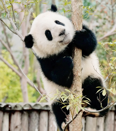 Panda in Chengdu