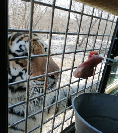 tiger-park-harbin-380.jpg